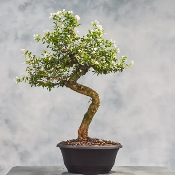 White_Blue_Bell_Bonsai_Plant_For_Home_Garden