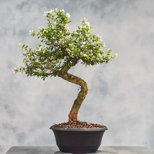 White_Blue_Bell_Bonsai_Plant_For_Home_Garden