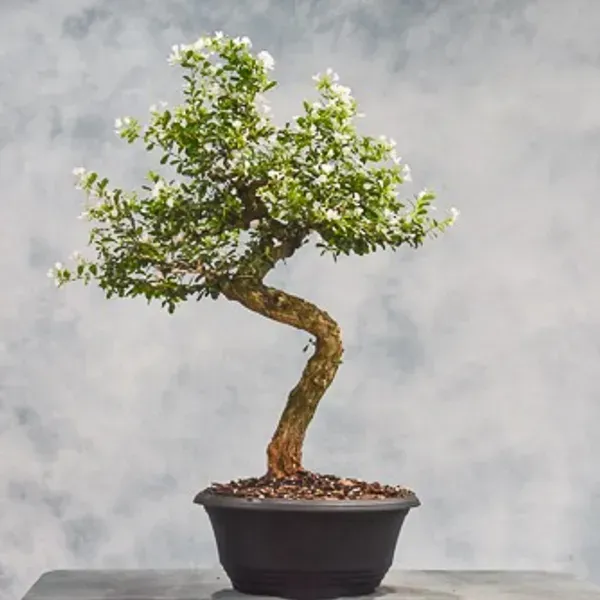 White_Blue_Bell_Bonsai_Plant_For_Home_Garden