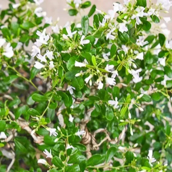 White_Blue_Bell_Bonsai_Plant_For_Home_Garden