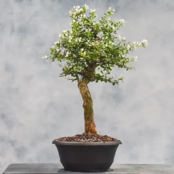 White_Blue_Bell_Bonsai_Plant_For_Home_Garden