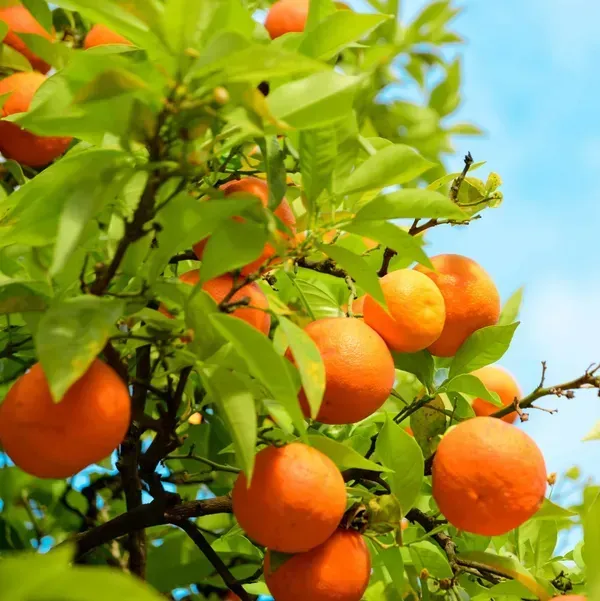 Jaffa_Orange_Grafted_Lemon_Fruit_Plant
