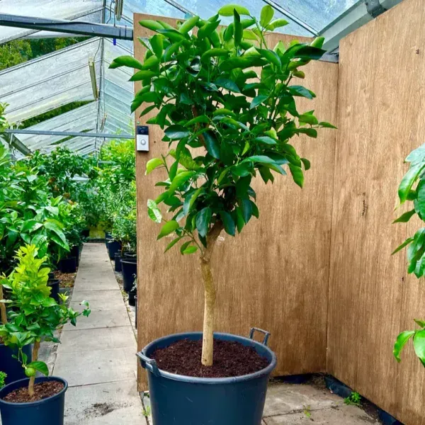 Jaffa_Orange_Grafted_Lemon_Fruit_Plant