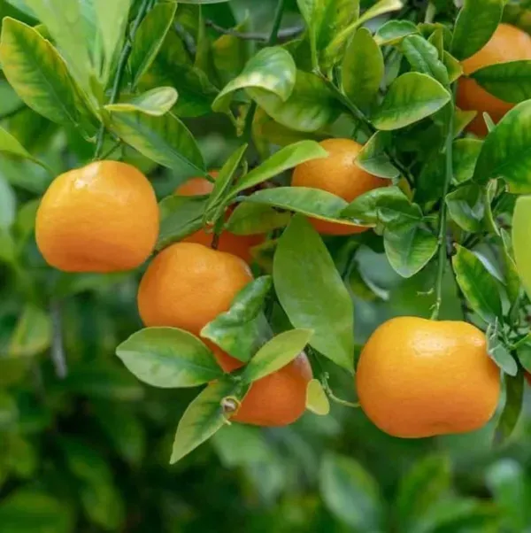 Jaffa_Orange_Grafted_Lemon_Fruit_Plant