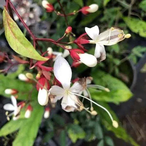 Chain_Of_Glory_Flower_Plant_For_Home_Garden