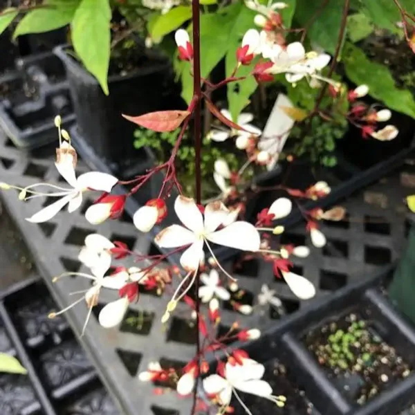 Chain_Of_Glory_Flower_Plant_For_Home_Garden