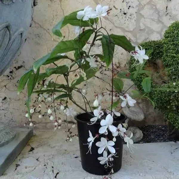 Chain_Of_Glory_Flower_Plant_For_Home_Garden