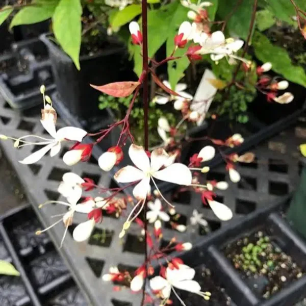Chain_Of_Glory_Flower_Plant_For_Home_Garden