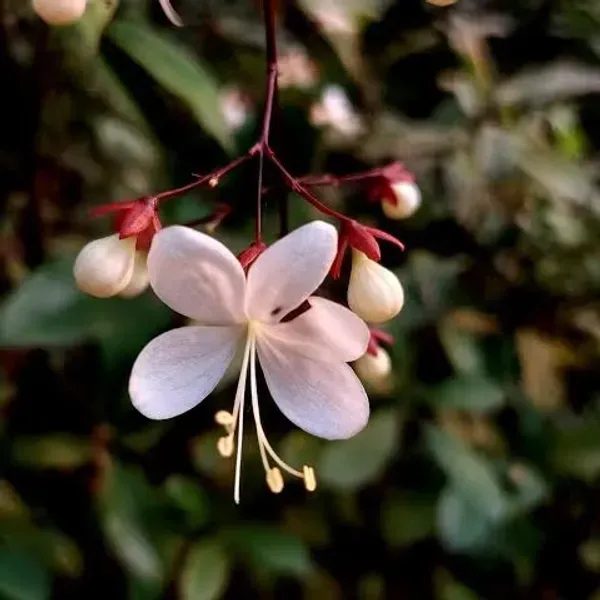 Chain_Of_Glory_Flower_Plant_For_Home_Garden
