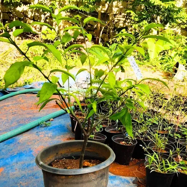 Chain_Of_Glory_Flower_Plant_For_Home_Garden