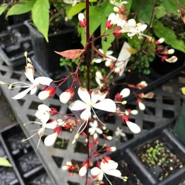 Chain_Of_Glory_Flower_Plant_For_Home_Garden