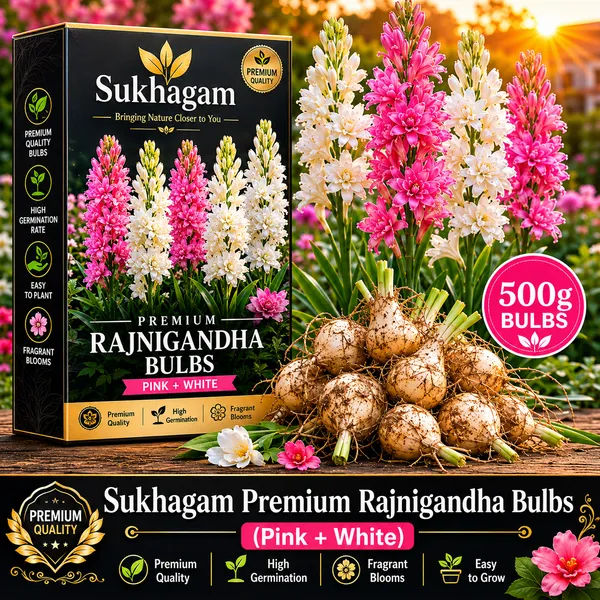 Rajnigandha_Flower_Bulbs_Combo_(Pink_+_White)_–_500g_Premium_Bulbs_for_Home_Gardening