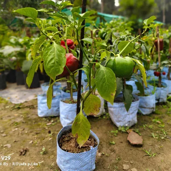 Shimla_Mirch_Capsicum_Fruit_Plant_Red