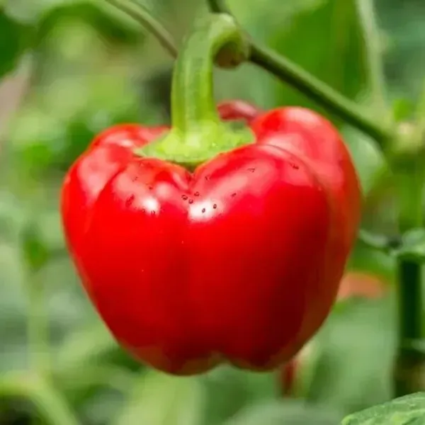 Shimla_Mirch_Capsicum_Fruit_Plant_Red