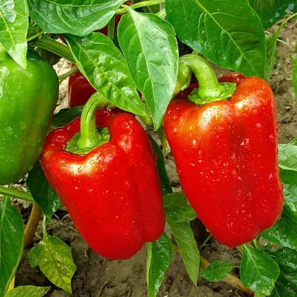 Shimla_Mirch_Capsicum_Fruit_Plant_Red