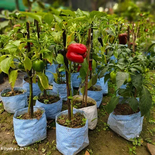 Shimla_Mirch_Capsicum_Fruit_Plant_Red