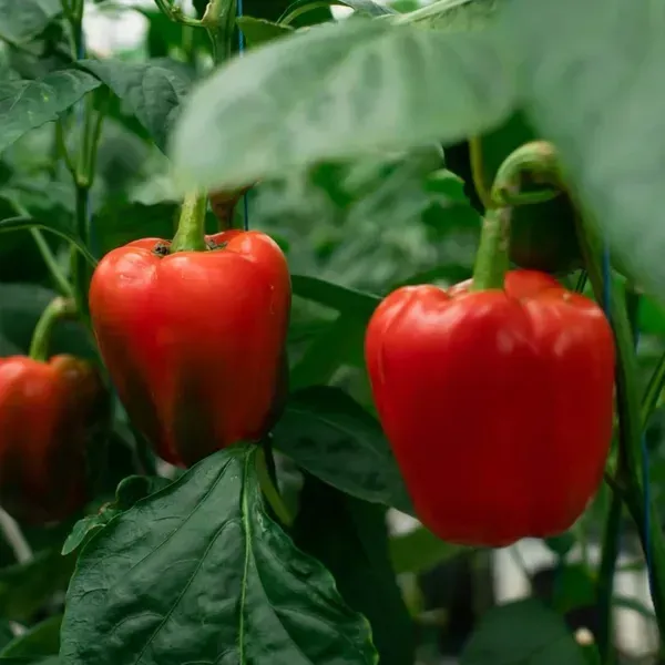 Shimla_Mirch_Capsicum_Fruit_Plant_Red