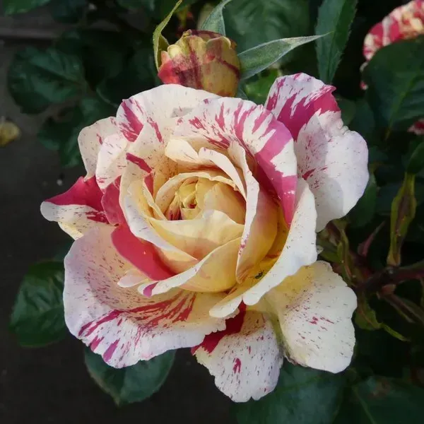 Abracadabra_Rose_Flower_Plant_For_Home_Garden