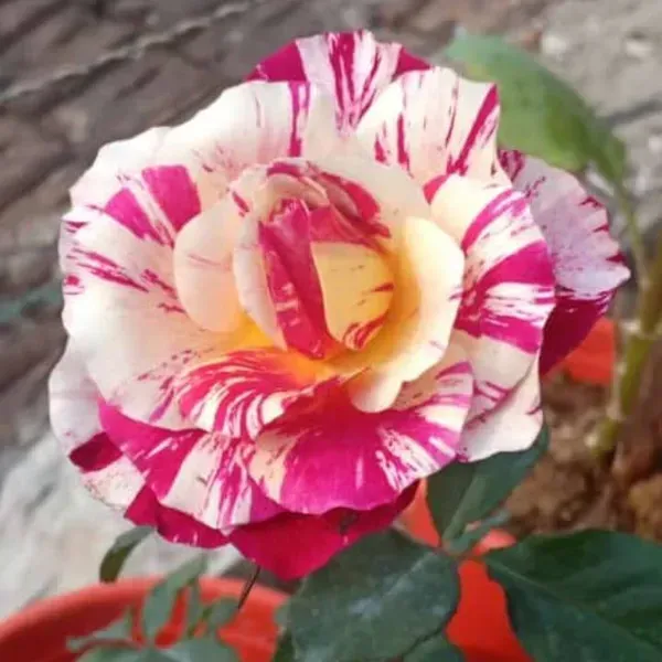 Abracadabra_Rose_Flower_Plant_For_Home_Garden