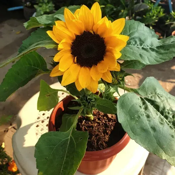 Sun_Flower_Live_Plant_Yellow