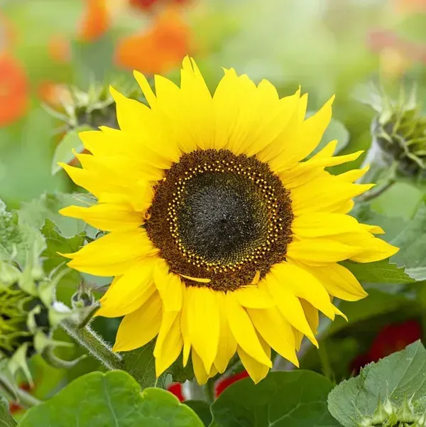 Sun_Flower_Live_Plant_Yellow