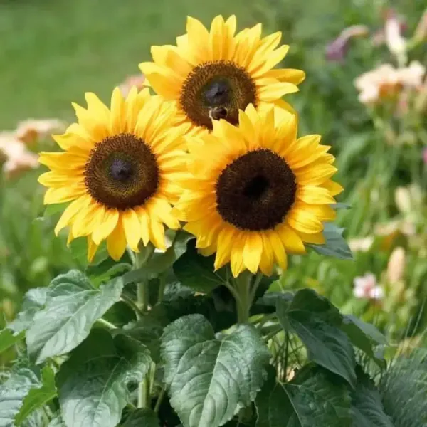 Sun_Flower_Live_Plant_Yellow