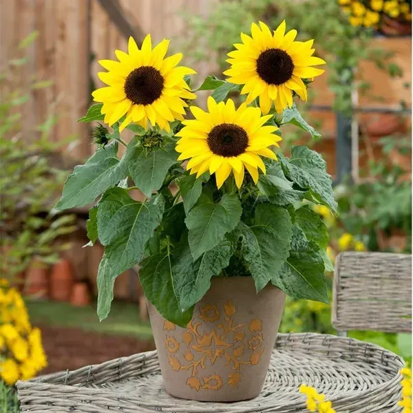 Sun_Flower_Live_Plant_Yellow