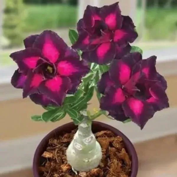 Adenium_Flower_Plants_Combo_Pack_Of_4