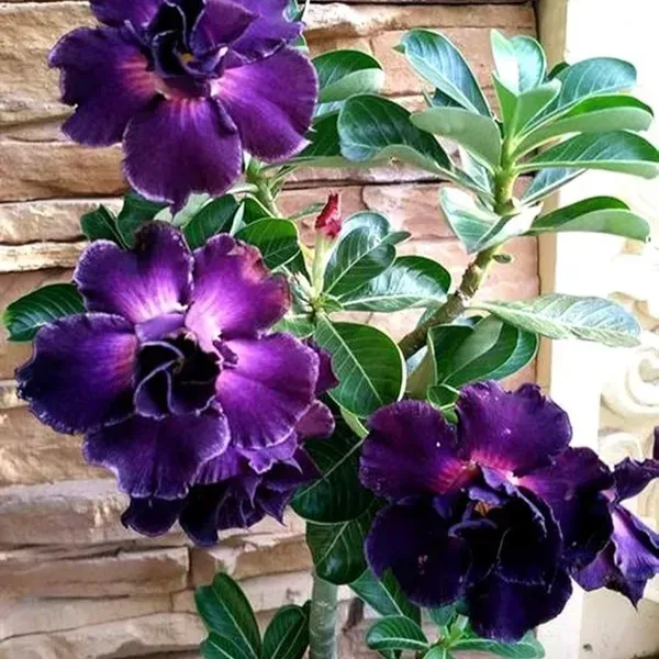 Adenium_Flower_Plants_Combo_Pack_Of_4