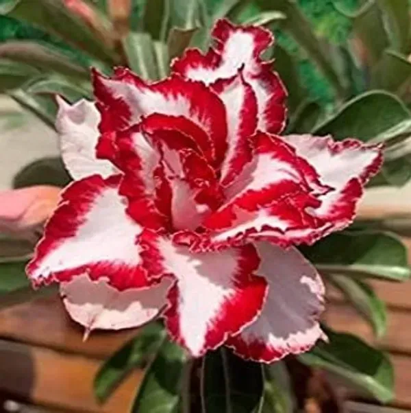 Adenium_Flower_Plants_Combo_Pack_Of_4