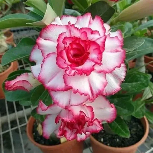 Adenium_Flower_Plants_Combo_Pack_Of_4