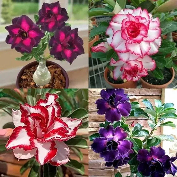 Adenium_Flower_Plants_Combo_Pack_Of_4