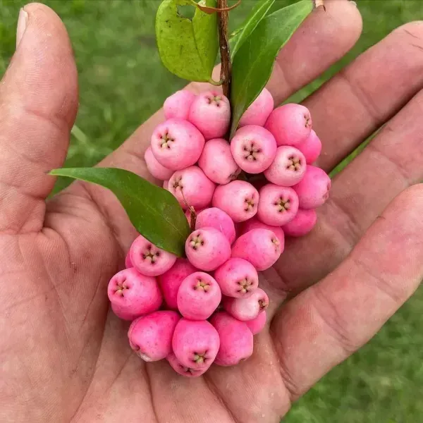 Australian_Lilly_Pilly_Berry_Fruit_Plant