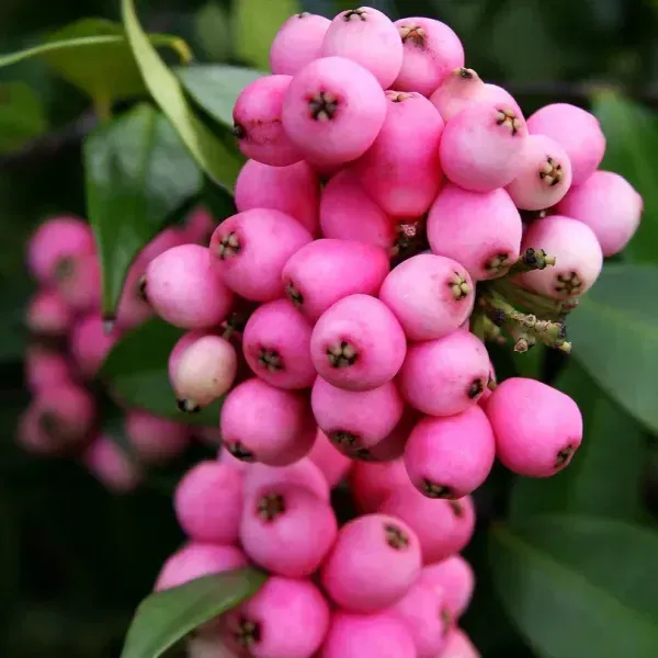Australian_Lilly_Pilly_Berry_Fruit_Plant