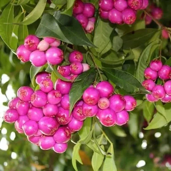 Australian_Lilly_Pilly_Berry_Fruit_Plant