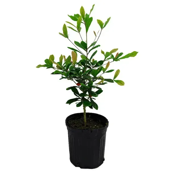 Australian_Lilly_Pilly_Berry_Fruit_Plant