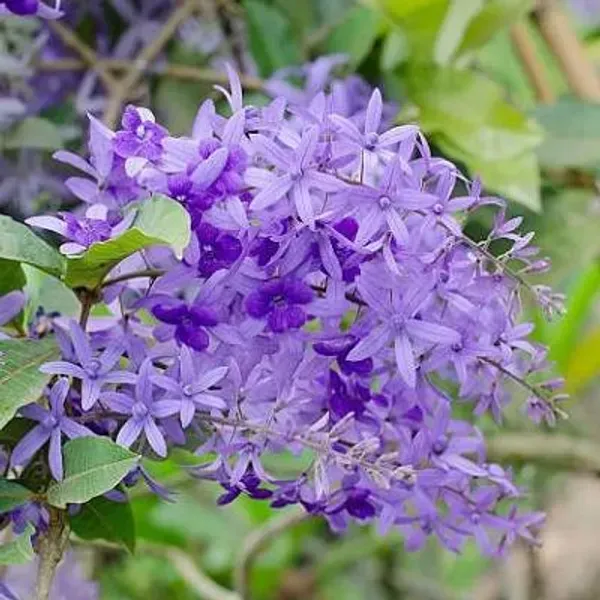 Petrea_Volubilis_Nilmoni_Lota_Flower_Plant