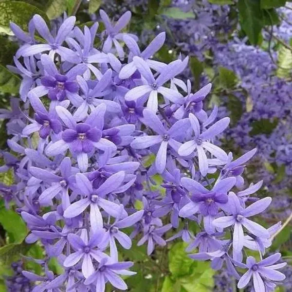 Petrea_Volubilis_Nilmoni_Lota_Flower_Plant