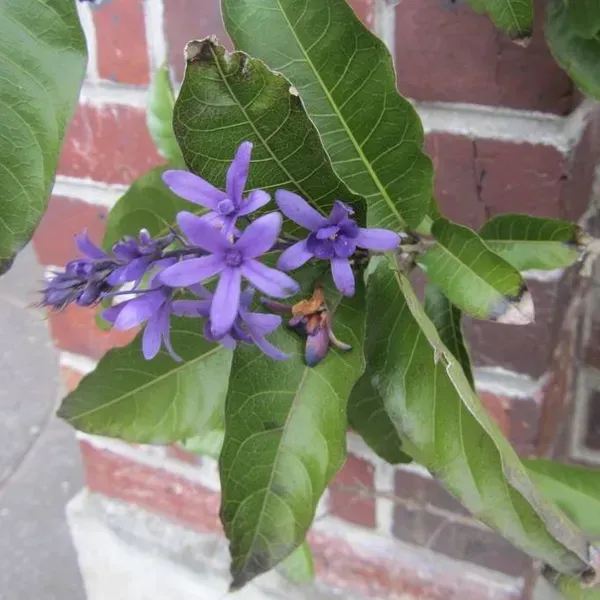 Petrea_Volubilis_Nilmoni_Lota_Flower_Plant