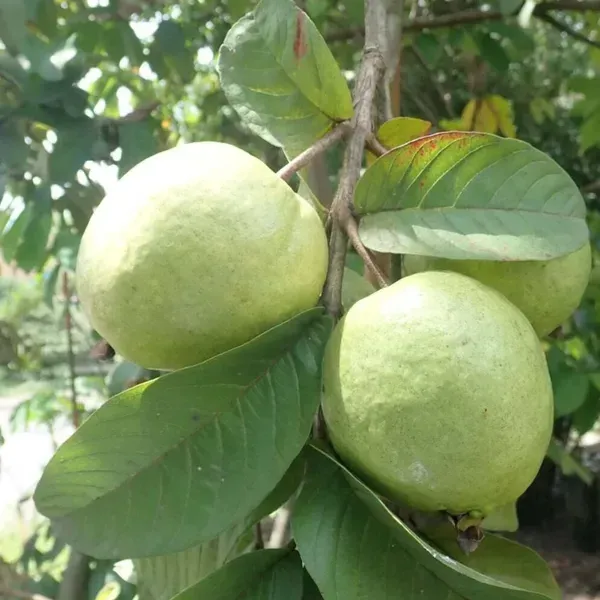 Vietnam_All_Time_Guava_Grafted_Fruit_Plant