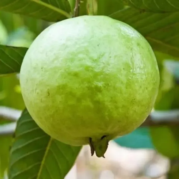Vietnam_All_Time_Guava_Grafted_Fruit_Plant