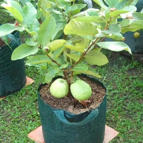 Vietnam_All_Time_Guava_Grafted_Fruit_Plant