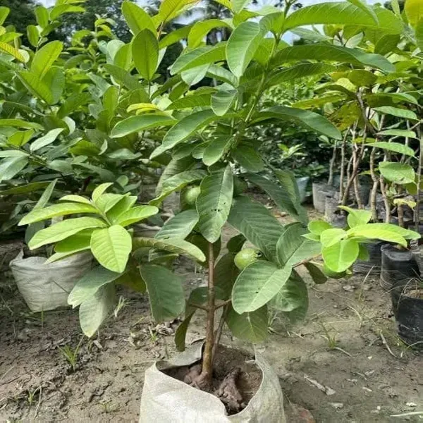 Vietnam_All_Time_Guava_Grafted_Fruit_Plant