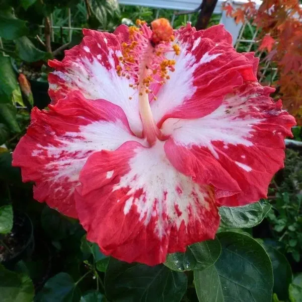 Australian_Variety_Grafted_Hibiscus_Flower_Plant
