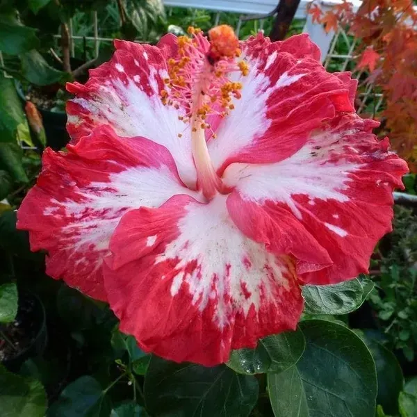 Australian_Variety_Grafted_Hibiscus_Flower_Plant