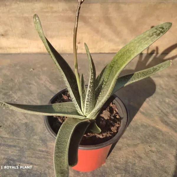 Gasteria_Tukhelensis_For_Home_Garden