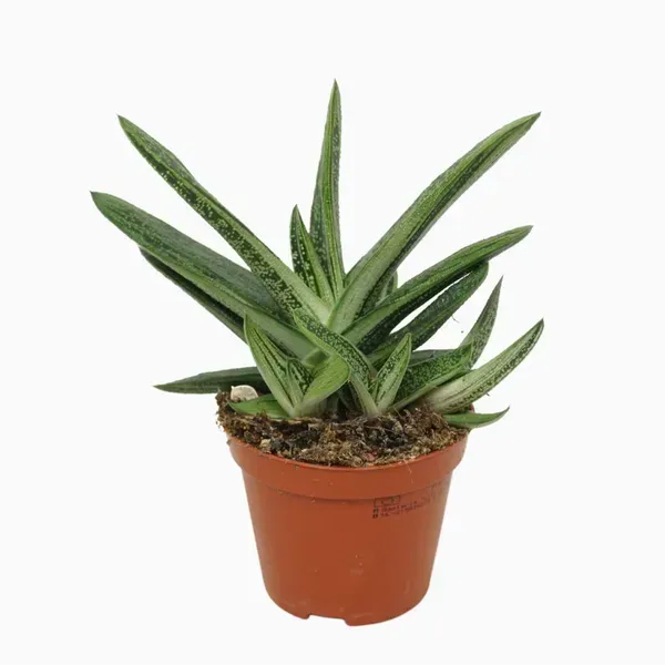 Gasteria_Tukhelensis_For_Home_Garden