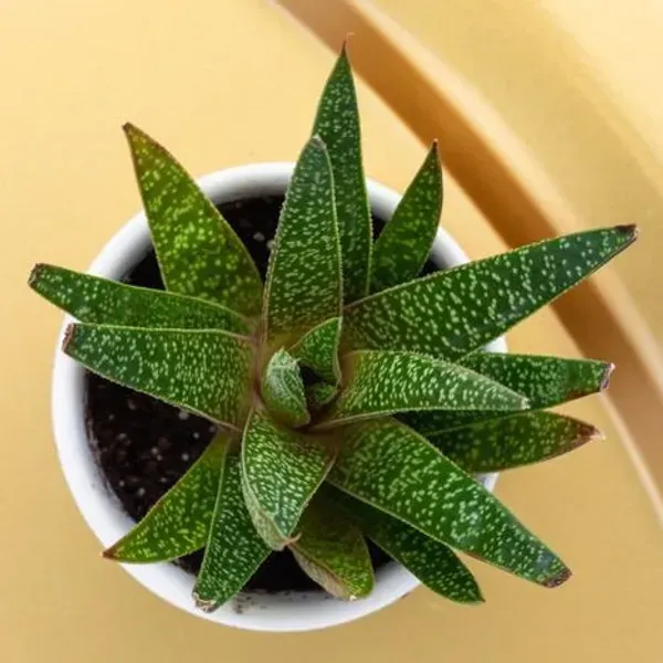 Gasteria_Tukhelensis_For_Home_Garden