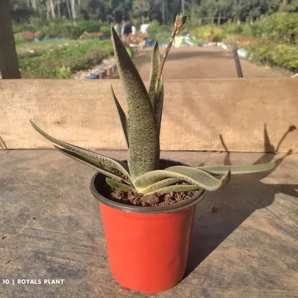 Gasteria_Tukhelensis_For_Home_Garden