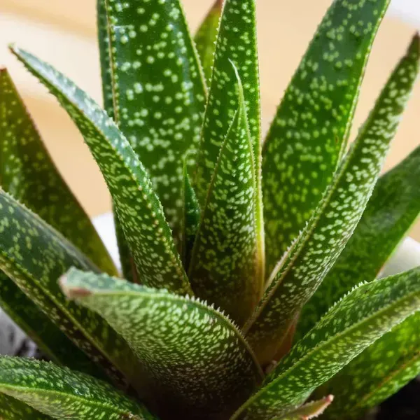 Gasteria_Tukhelensis_For_Home_Garden
